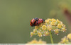 Coccinelles