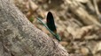 Calopteryx virgo (mâle)