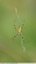Argiope frelon (Argiope bruennichi)