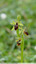 Ophrys de Mars