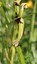 L'Ophrys sillonné fructifie