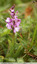 Orchidée Bouffon ( Orchis morio )