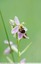Ophrys abeille ( Ophrys apifera )