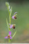 Ophrys abeille