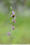 Ophrys abeille