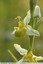 Orchidée abeille varièté chloranta