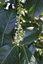 Laurier-cerise (fleurs)
