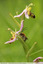 Une abeille à longues antennes sur une orchidée abeille