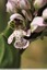 Orchidée lactée