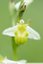 Ophrys Abeille hypochrome à confirmer.