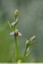 Ophrys apifera S/E fulvo-fusca