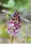 Orchis pourpre (Orchis purpurea )
