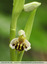 Première orchidée abeille