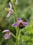 Ophrys abeille variété aurita