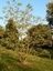 Robinier faux acacia