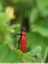 Cardinal à tête noire ( pyrochroa coccinea )