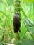 Limace noirâtre (Limax cinereoniger) sur prèle