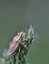 Punaise des blés (Aelia acuminata)