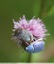 Hoplie bleue ( Hoplia coerulea )