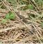 Couleuvre vipérine ( Natrix maura )