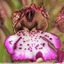 Fleur d'orchidée pourpres