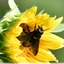 Xylocopes ou abeille charpentières