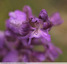Orchidée bouffon
