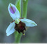 Orchidée abeille "Almaraz"