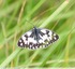Papillon Demi-deuil