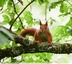 écureuils roux