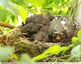 Un nid de petits merles affamés
