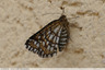 Papillon à identifier