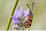 Zygène de la petite coronille