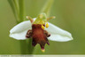 Orchidée d'Almaraz