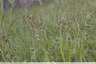 Carex dans la prairie