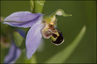 O abeille (détail de la fleur)