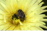 Brouteuse de pollen