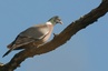Pigeon ramier (palombe)