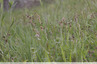 Carex dans la prairie