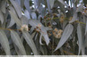Eucalyptus fleuri