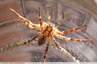Belle araignée domestique