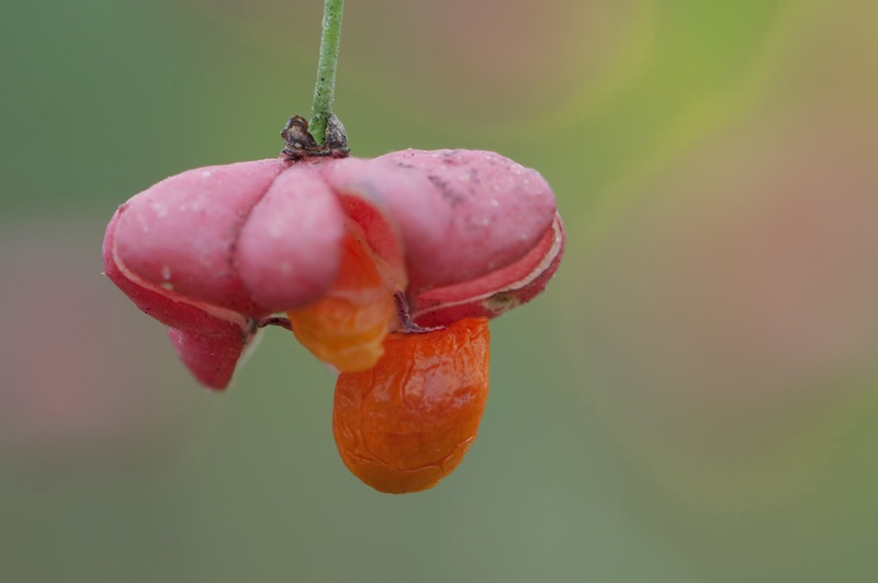 Fusain - fruit (Euonymus europaeus)