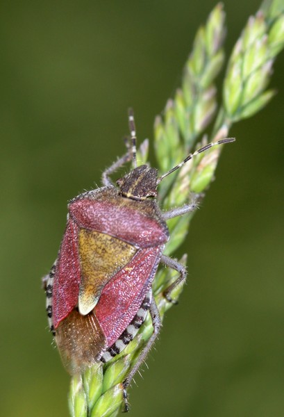 Punaise des baies (Dolycorus baccarum)