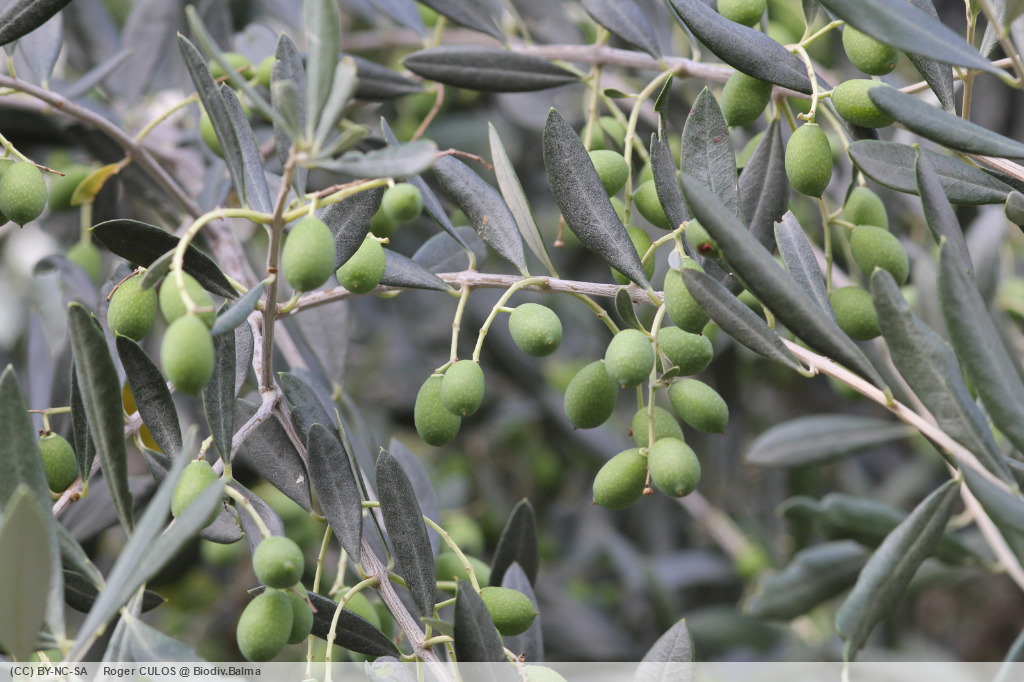 Des olives !