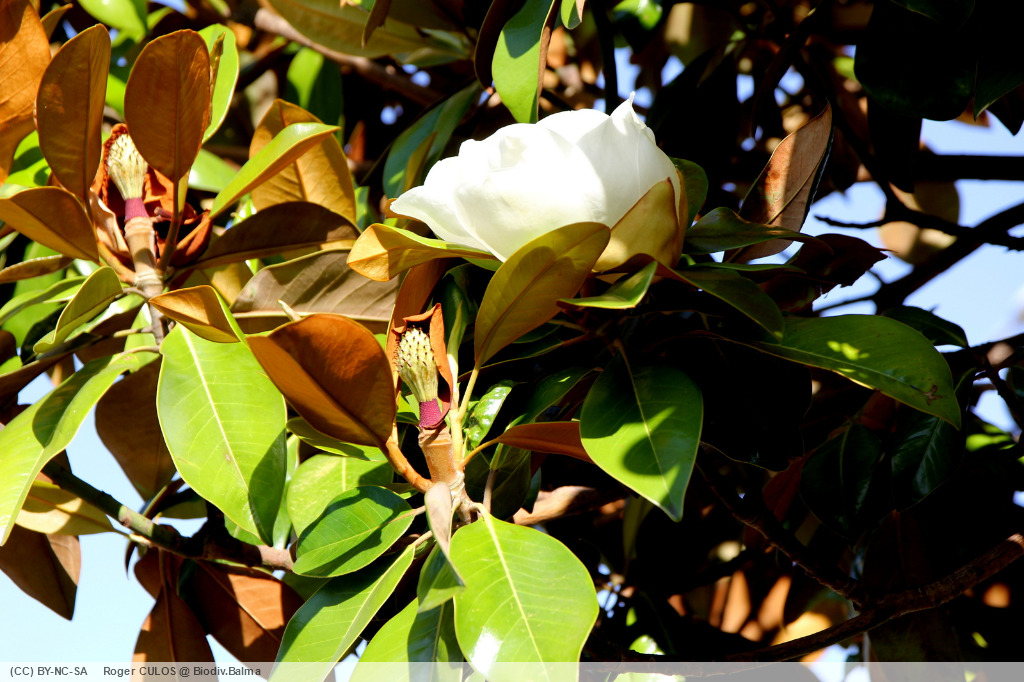 Magnolias en fleurs