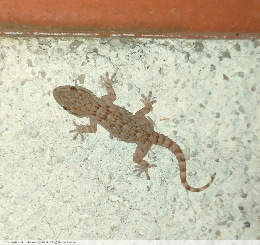 Le gecko arrive à Balma