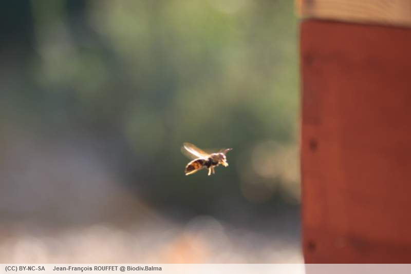 Attaque des ruches par des Frelons asiatiques