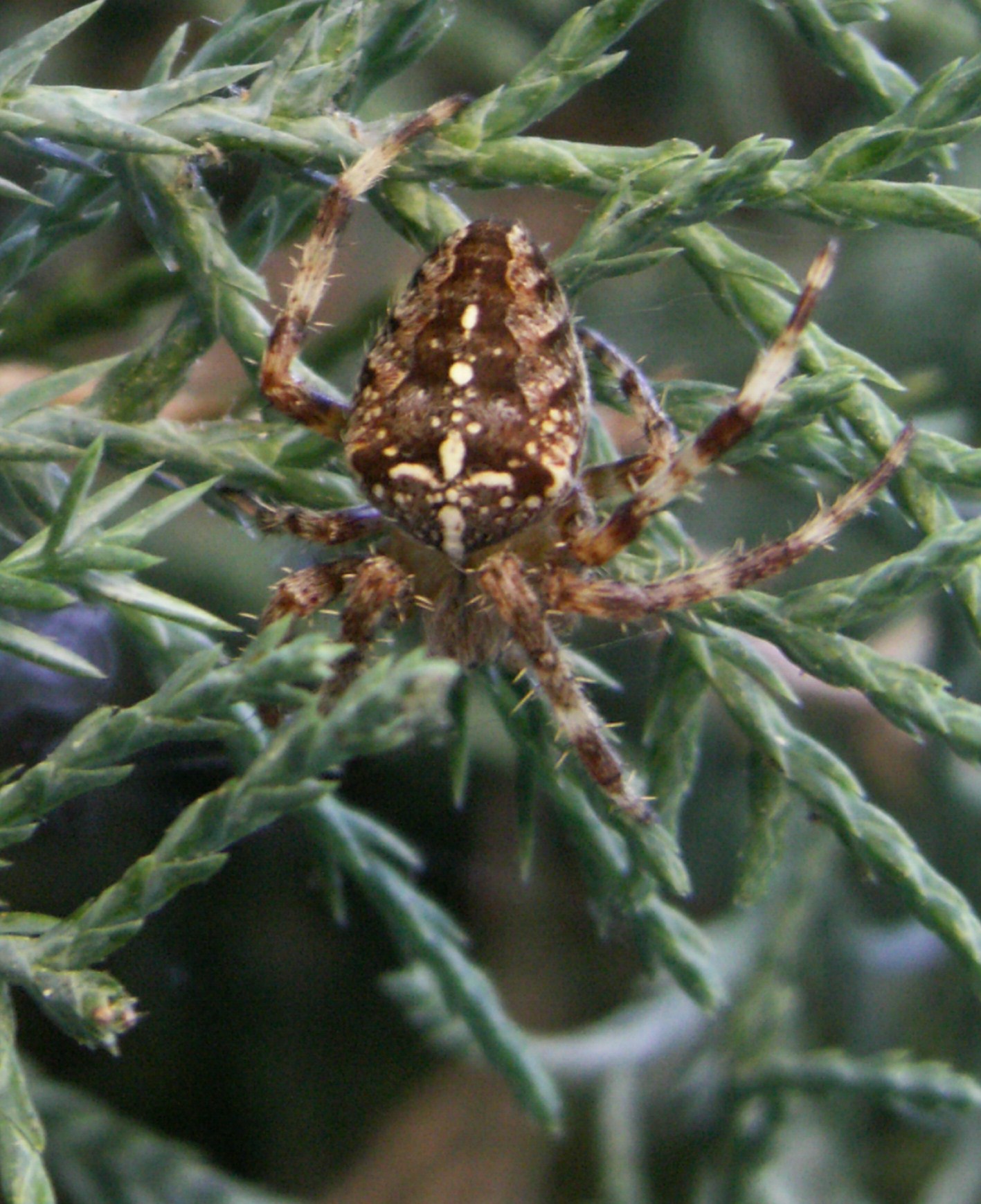 Epeire diadème (Araneus diadematus)