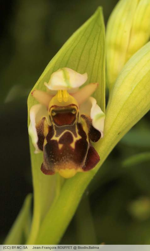 Orchidée bécasse