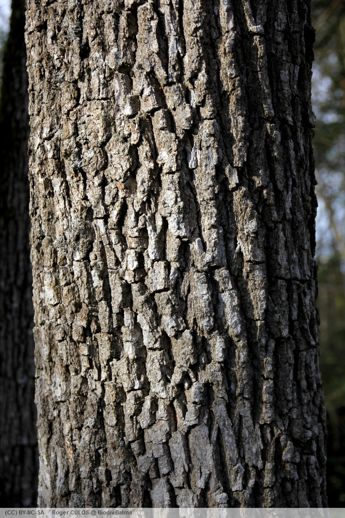 troncs de chênes